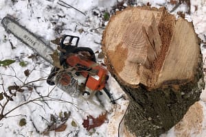 Why Choose Winter Tree Work?