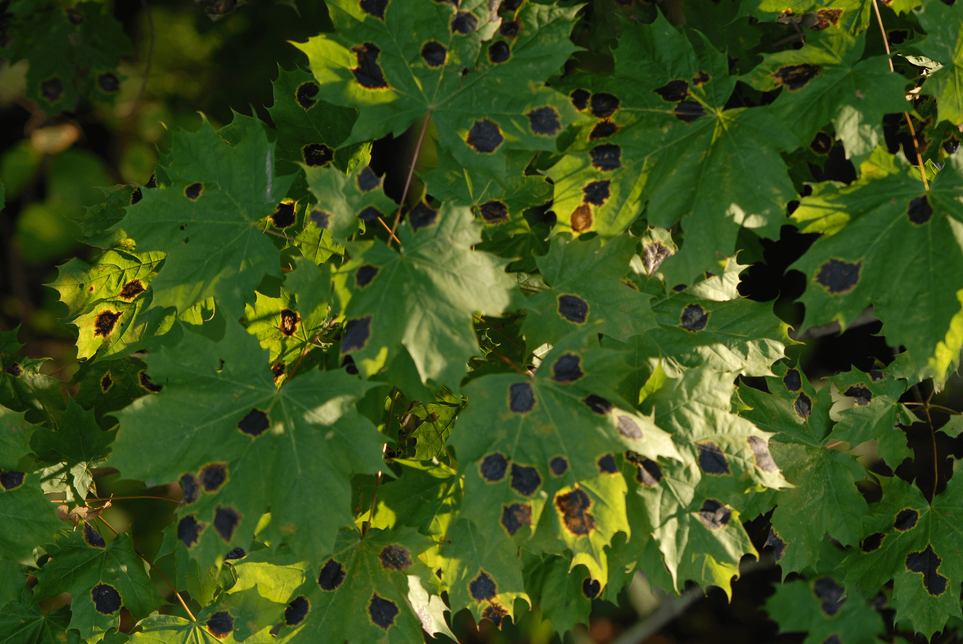 Tar Spot on Maple Leaves