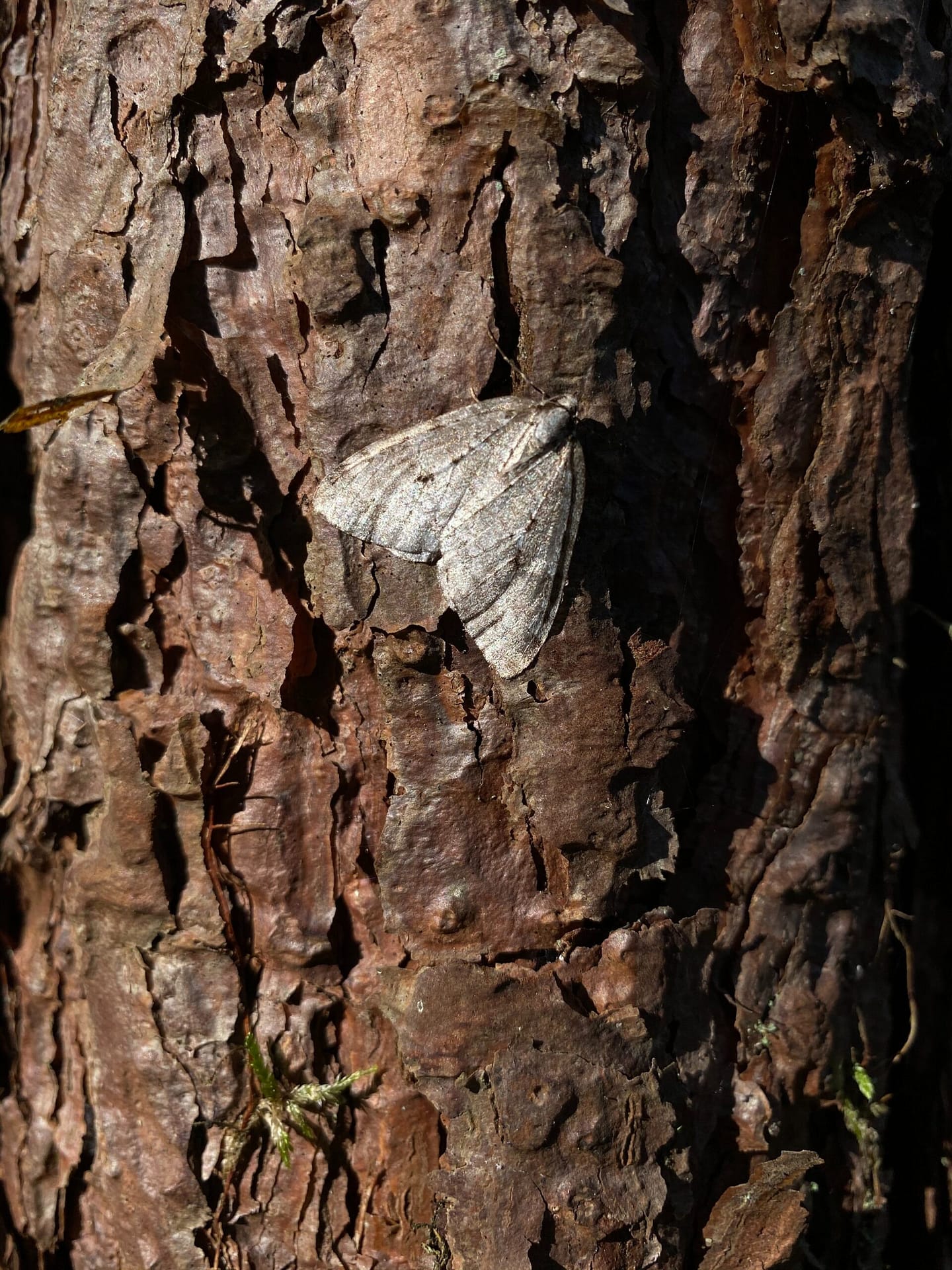 gypsy moth treatment